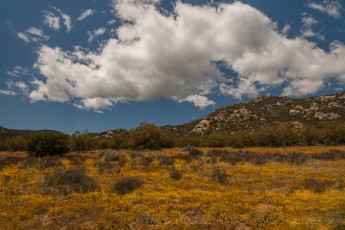 CNF41 is a photograph by T.M. Schultze taken 2012 at Cleveland National Forest, California