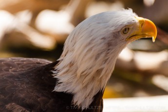 Eagle Drip is a photograph by T.M. Schultze taken at Big Bear Lake, California