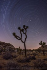 A Joshua Tree and Star Trails is a photograph by T.M. Schultze taken at Joshua Tree National Park, California