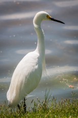 is a photograph by T.M. Schultze taken 2013 at Santee, California