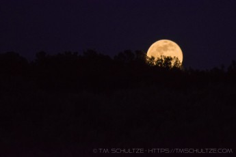 is a photograph by T.M. Schultze taken at , California