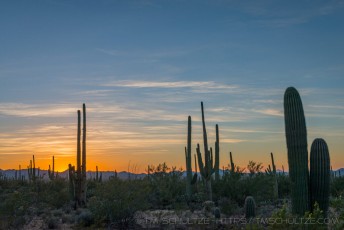 SNP10 is a photograph by T.M. Schultze taken at Saguaro National Park, Arizona