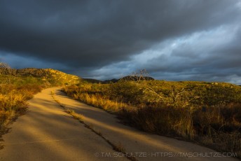Wildwood is a photograph by T.M. Schultze taken at Descanso, California