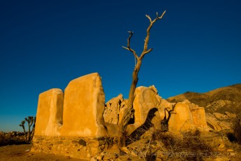 Branching Out is a photograph by T.M. Schultze taken at Joshua Tree National Park, California