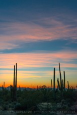 Saguaro Evening is a photograph by T.M. Schultze taken at Saguaro National Park, Arizona