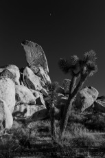 Skyward is a photograph by T.M. Schultze taken at Joshua Tree National Park, California