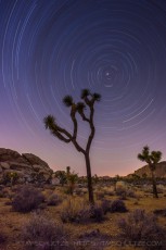 A Joshua Tree and Star Trails is a photograph by T.M. Schultze taken 2013 at Joshua Tree National Park, California