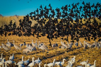 Birdfight is a photograph by T.M. Schultze taken at , Arizona