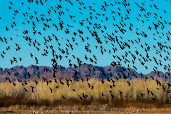 is a photograph by T.M. Schultze taken at , Arizona