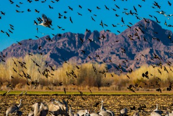 is a photograph by T.M. Schultze taken at , Arizona