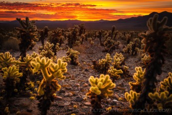 JT Cholla Sunrise is a photograph by T.M. Schultze taken 2010 at Joshua Tree National Park, California