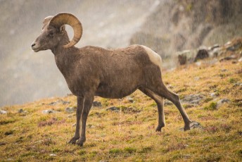 Sheep In The Storm is a photograph by T.M. Schultze taken at Rocky Mountain National Park, Colorado