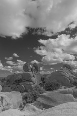 JT63 is a photograph by T.M. Schultze taken 2015 at Joshua Tree National Park, California