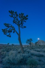 JT47 is a photograph by T.M. Schultze taken 2015 at Joshua Tree National Park, California