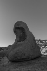 is a photograph by T.M. Schultze taken at Joshua Tree National Park, California