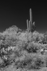 SNP12 is a photograph by T.M. Schultze taken at Saguaro National Park, Arizona