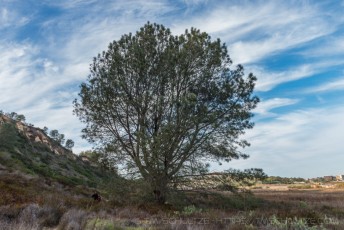 Penasquitos Creek Torrey Pine is a photograph by T.M. Schultze taken at ,
