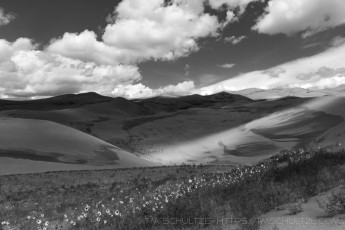 Wildflowers, Great Sand Dunes, Black and White is a photograph by T.M. Schultze taken 2016 at Great Sand Dunes National Park, Colorado