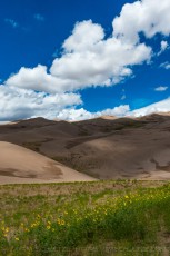 Great Sun Flowers is a photograph by T.M. Schultze taken at Great Sand Dunes National Park, Colorado