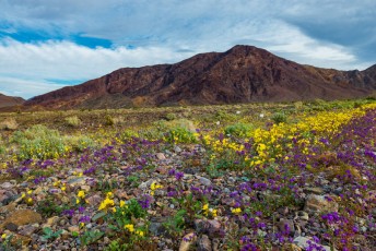 Superbloom Near Daylight Pass is a photograph by T.M. Schultze taken at Death Valley National Park, California