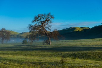 Oak Color San Andreas Rift Valley is a photograph by T.M. Schultze taken at Pinnacles National Park, California