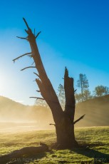 Dead Tree Sunrise Mist San Andreas Rift Valley is a photograph by T.M. Schultze taken at Pinnacles National Park, California