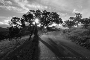 Lone Oak Figueroa Mountain Black and White is a photograph by T.M. Schultze taken at ,