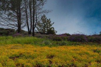 Figueroa Mountain Poppies And Lupine is a photograph by T.M. Schultze taken at Figueroa Mountain, California