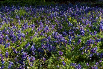 Sea of Lupine Figueroa Mountain is a photograph by T.M. Schultze taken at ,