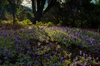 Lupine Light And Shadow is a photograph by T.M. Schultze taken at ,