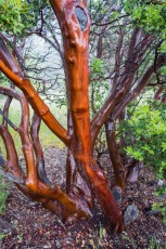 Wet Manzanita is a photograph by T.M. Schultze taken at Julian, California