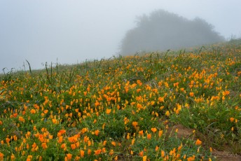 Volcan Mountain Poppies is a photograph by T.M. Schultze taken at ,