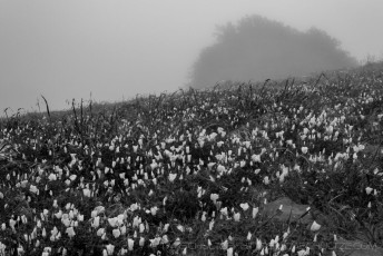 is a photograph by T.M. Schultze taken at ,