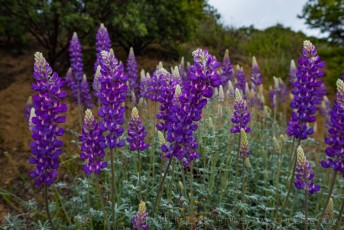 Volcan Mountain Lupine is a photograph by T.M. Schultze taken at ,