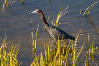 Little Blue Heron is a photograph by T.M. Schultze taken at , California