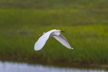 is a photograph by T.M. Schultze taken at , California