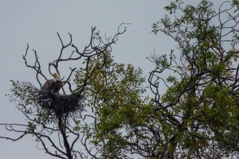 Bald Eagle at Lake Jennings is a photograph by T.M. Schultze taken at Lakeside, California