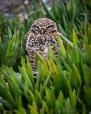 Burrowing Owl is a photograph by T.M. Schultze taken at , California