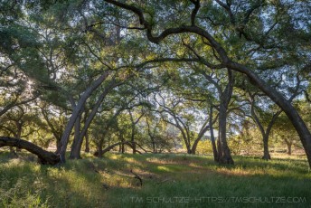 HC4 is a photograph by T.M. Schultze taken 2016 at Jamul, California