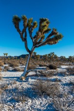 White Christmas 2016 is a photograph by T.M. Schultze taken at Joshua Tree National Park, California