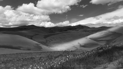 Wildflowers, Great Sand Dunes, Black and White is a photograph by T.M. Schultze taken at Great Sand Dunes National Park, Colorado