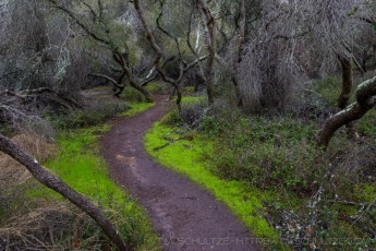 A Windy Path is a photograph by T.M. Schultze taken at Del Mar Mesa, California