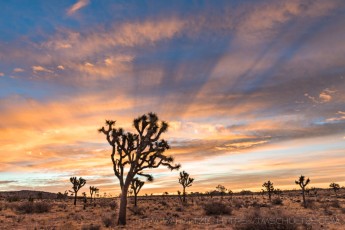 Christmas Morning 2017 is a photograph by T.M. Schultze taken 2017 at Joshua Tree National Park, California