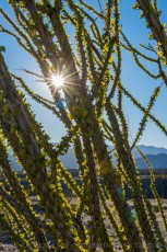 A Happy Ocotillo (Vertical) is a photograph by T.M. Schultze taken at Anza-Borrego Desert State Park, California