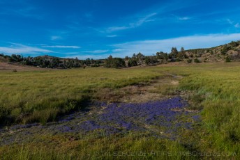 Downingia Concolor is a photograph by T.M. Schultze taken at Cleveland National Forest, California