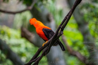 Carrot Top is a photograph by T.M. Schultze taken at San Diego, California