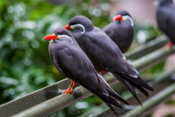 Zoo Birds is a photograph by T.M. Schultze taken at San Diego, California