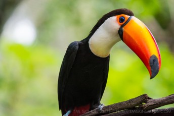 Toucan Sam is a photograph by T.M. Schultze taken at San Diego, California