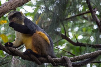 Unnamed Primate is a photograph by T.M. Schultze taken at San Diego, California