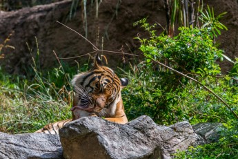 Slobber is a photograph by T.M. Schultze taken at San Diego, California